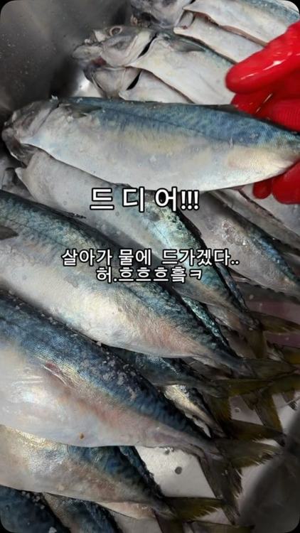 생선파는며느리 인기 게시물