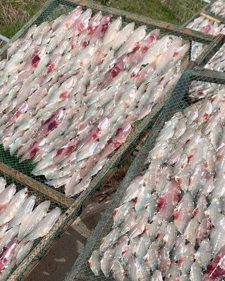 창업 5년 고백 영상(표지: 쥐치 건조) — 코로나 오픈·광고사기·매출 0을 버틴 이야기 (2024.11, 좋아요 74·댓글 23으로 계정 최고 반응)